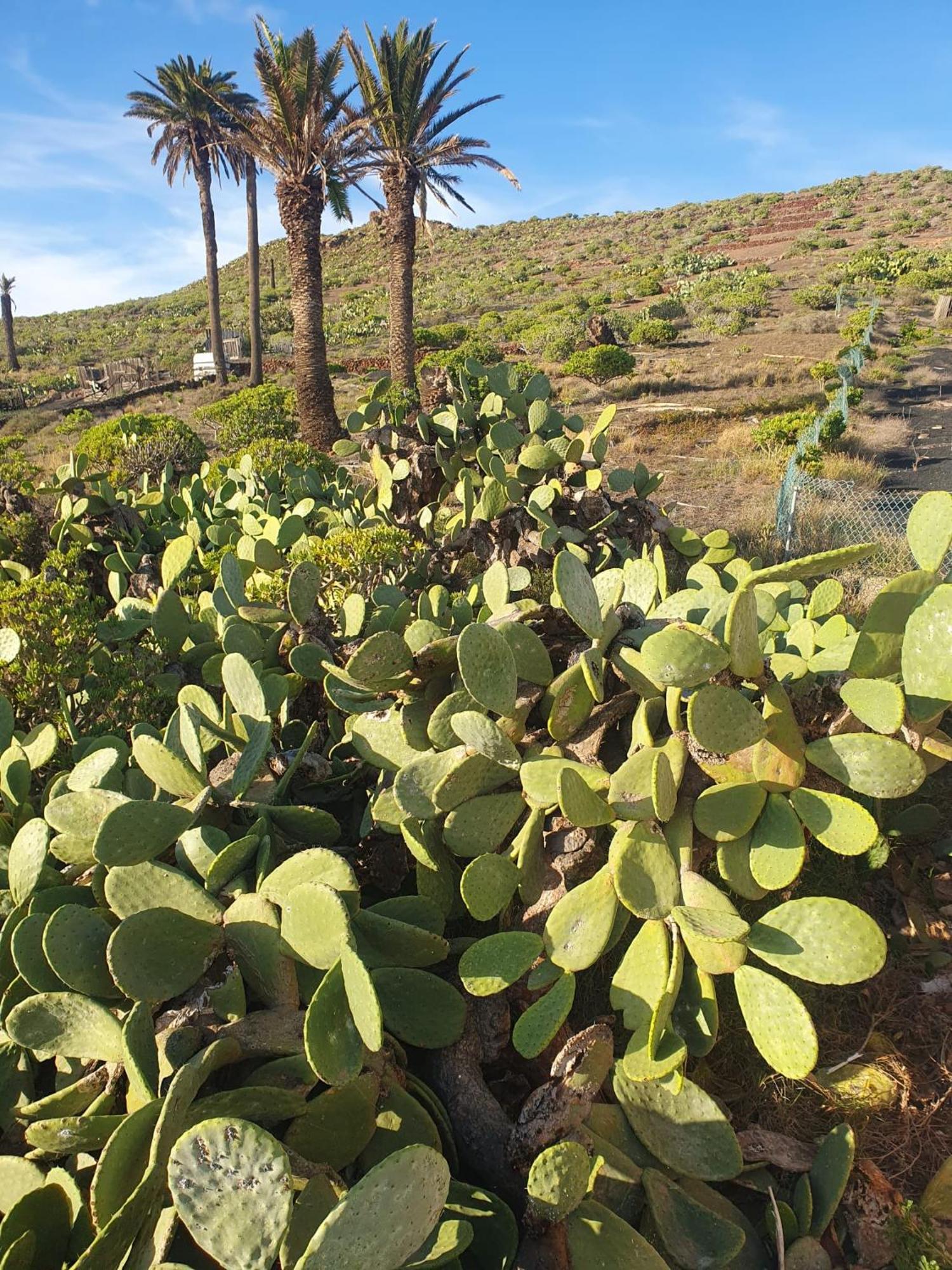 Casa La Tunera, Country House, Haria, Lanzarote Экстерьер фото